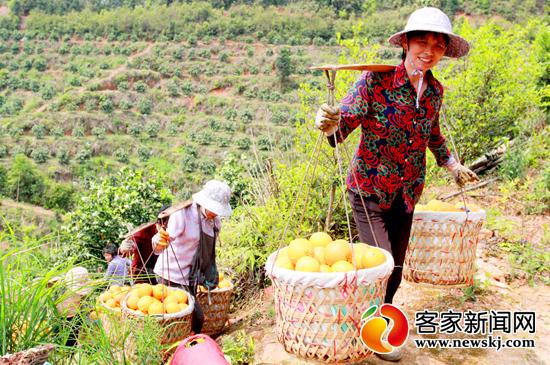 安远：调优脐橙品种结构助农致富