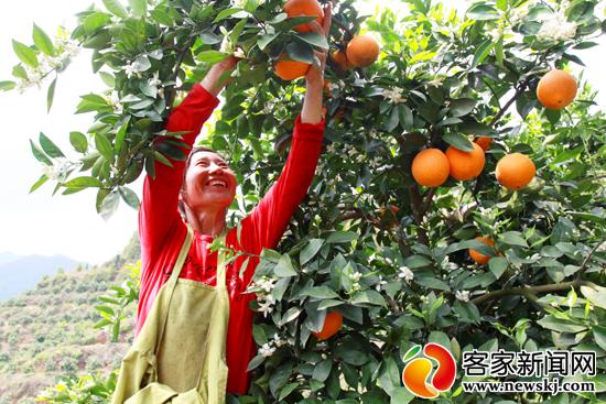安远：调优脐橙品种结构助农致富